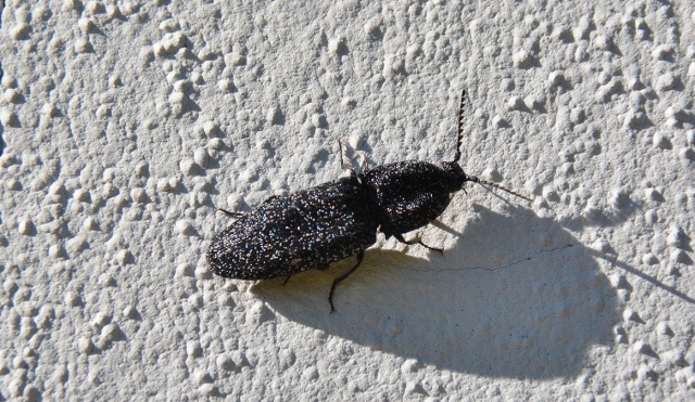 Elateridae: Lacon punctatus
